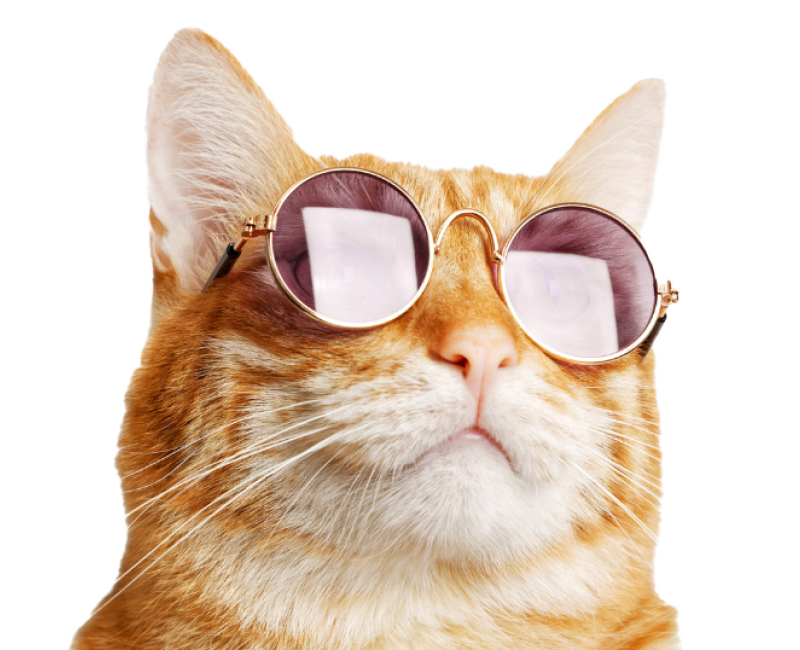 Macneil Cat 